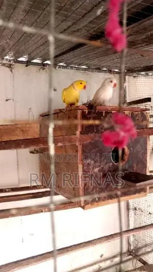 Love Birds