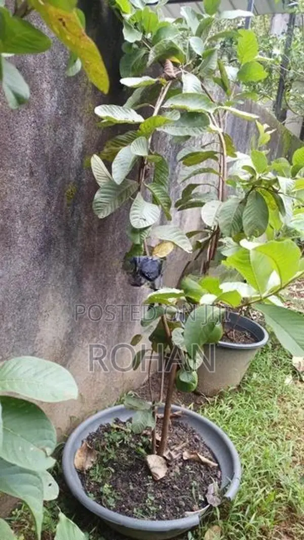 පේර පැල(ඵල දරන)