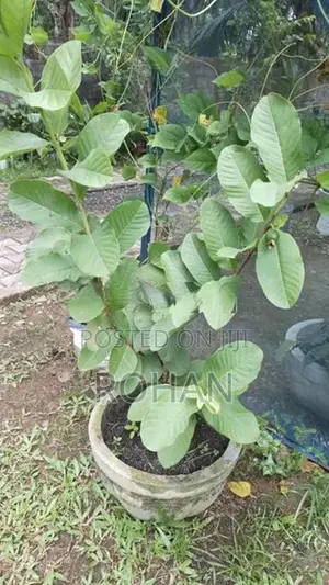 පේර පැල(ඵල දරන)