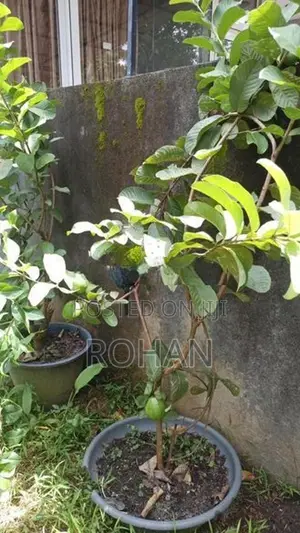 පේර පැල(ඵල දරන)