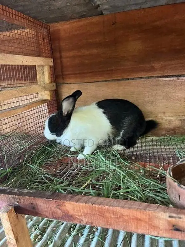 rabbit