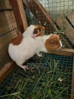guinea pig