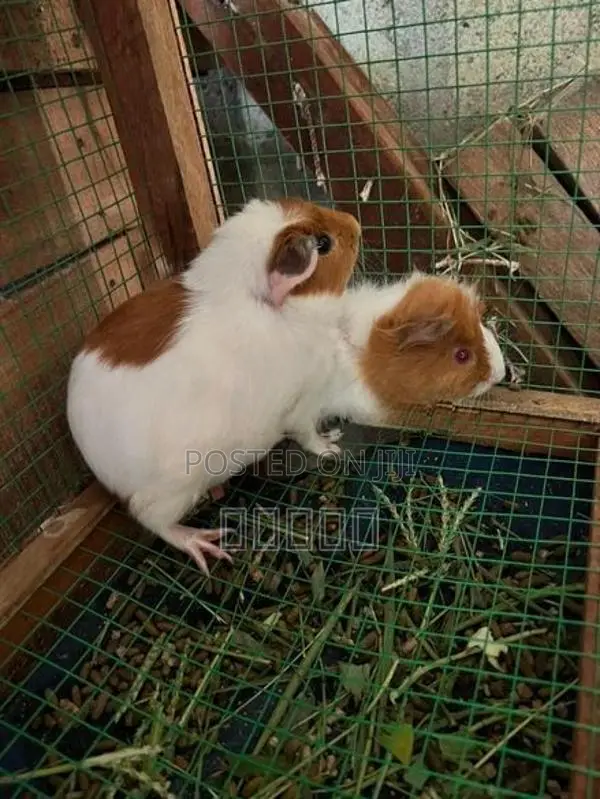 guinea pig