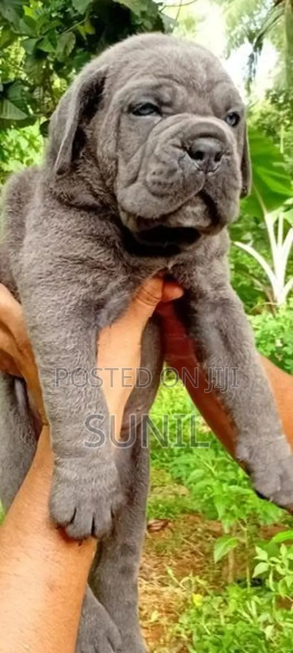 Cane Corso Puppies