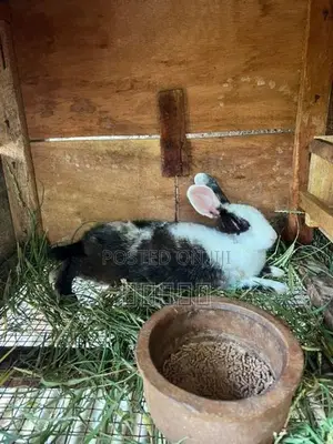 rabbit