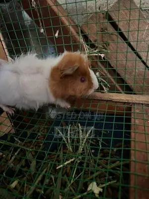 guinea pig