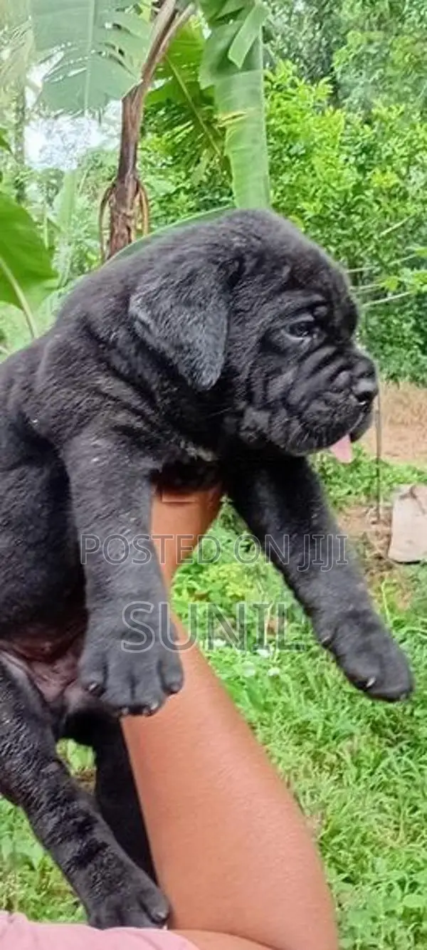 Cane Corso Puppies