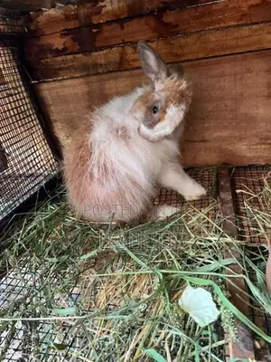 rabbit