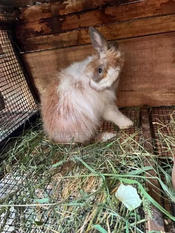rabbit