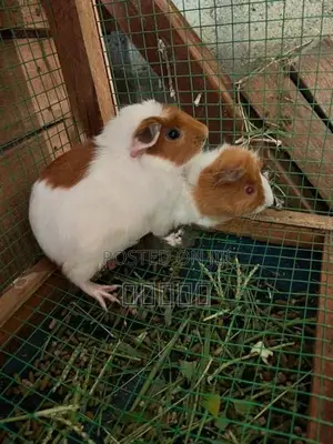 guinea pig