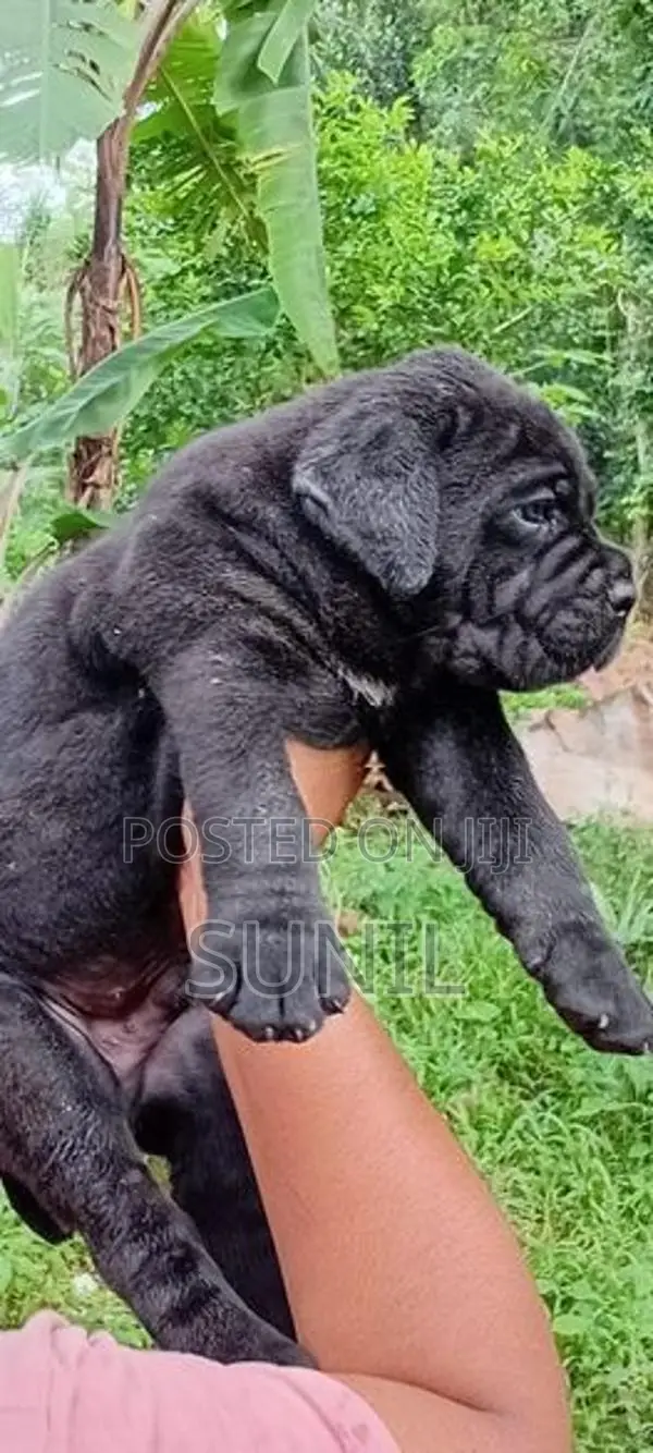 Cane Corso Puppies