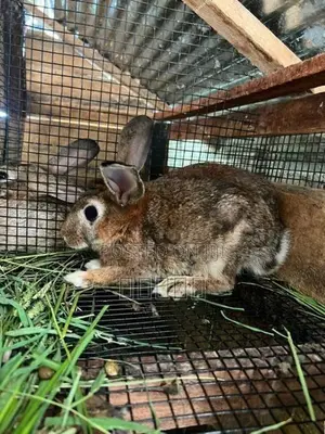 rabbit
