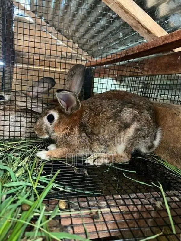 rabbit