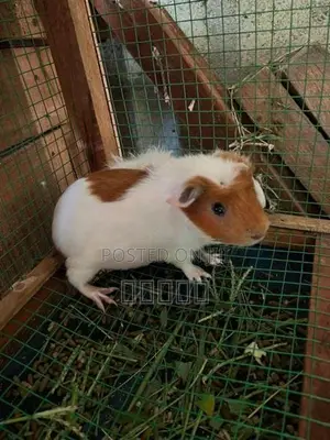 guinea pig