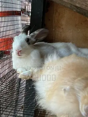 rabbit