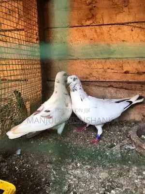pigeon