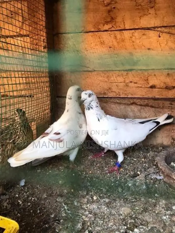 pigeon