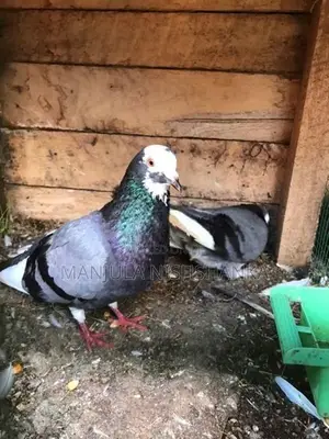 pigeon