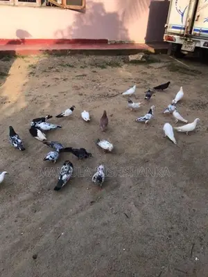 pigeon