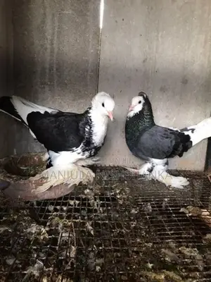 pigeon