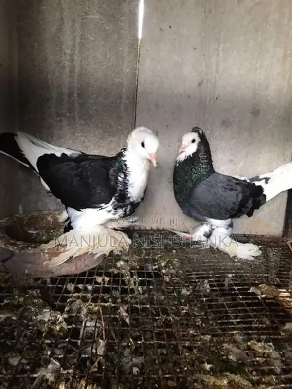 pigeon