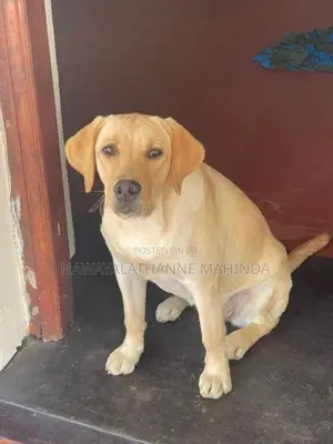 Labrador Female Puppy
