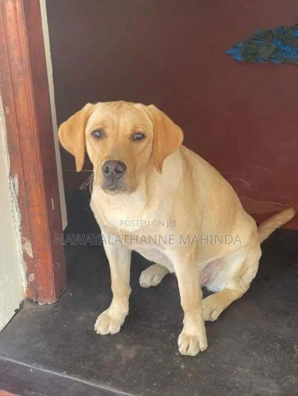 Labrador Female Puppy