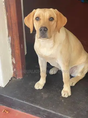 Labrador Female Puppy