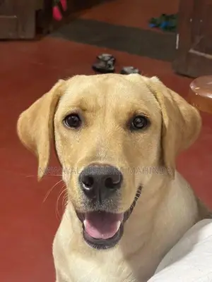 Labrador Female Puppy