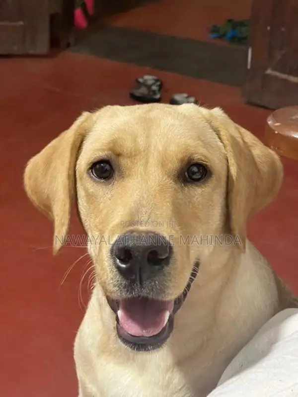 Labrador Female Puppy