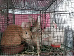 Rabbit