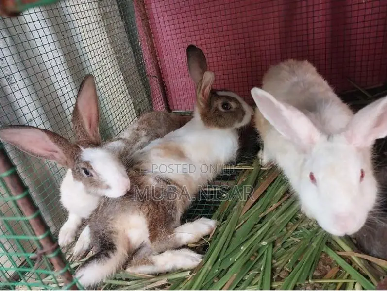 Rabbit