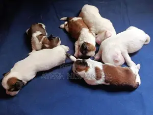 Shih Tzu Puppies