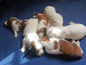 Shih Tzu Puppies