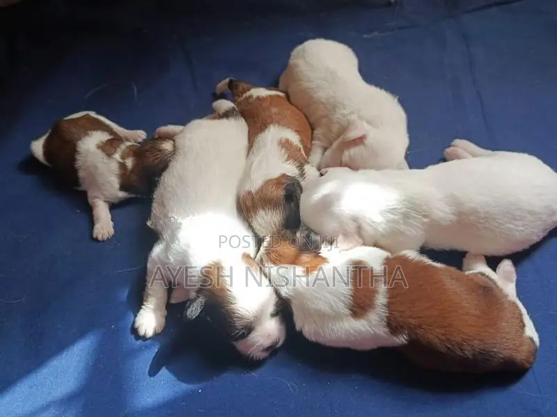 Shih Tzu Puppies