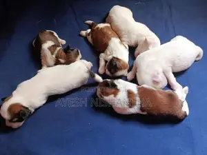 Shih Tzu Puppies