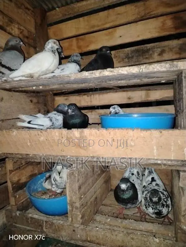 Timer Pigeon