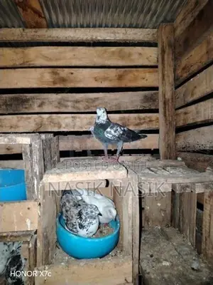 Timer Pigeon
