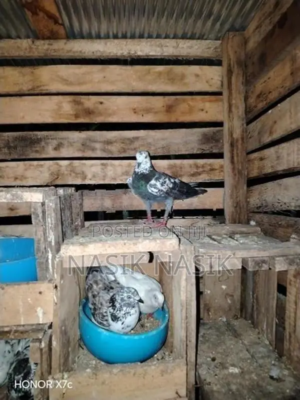 Timer Pigeon