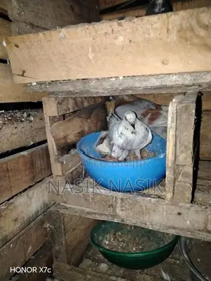 Timer Pigeon