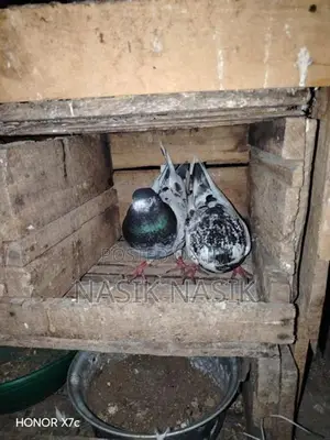 Timer Pigeon