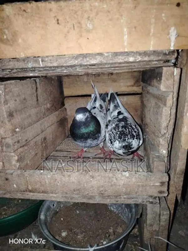 Timer Pigeon