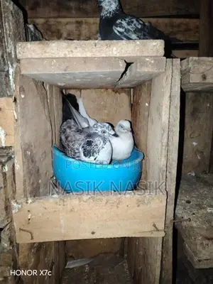 Timer Pigeon