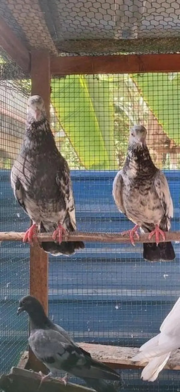 Raming pigeon
