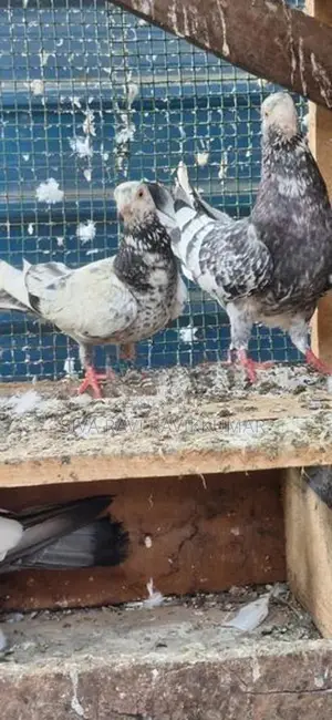 Raming pigeon