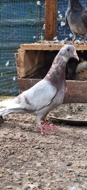 Raming pigeon