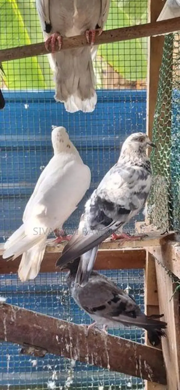Raming pigeon