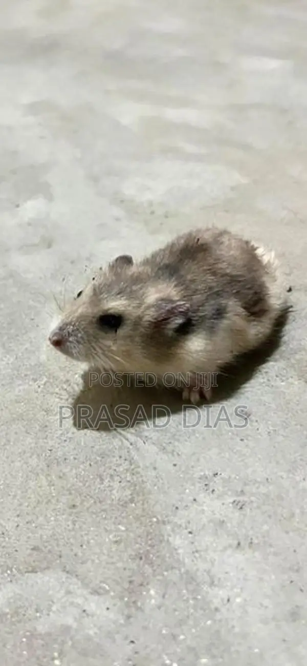 Hamster