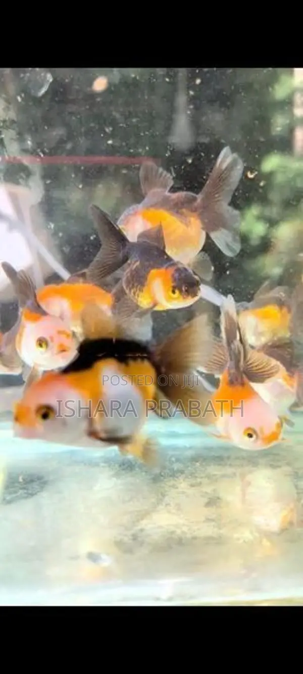 Tricolor Oranda Goldfish