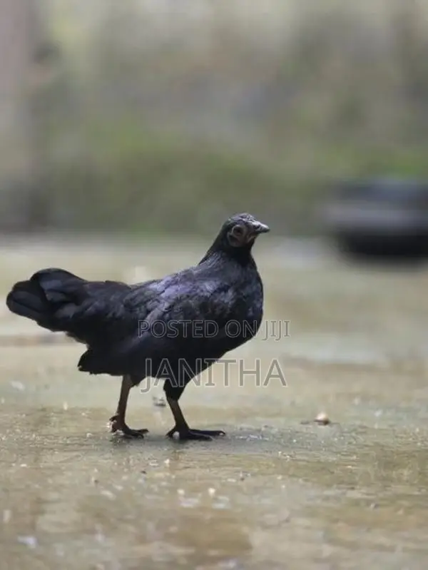 Chicken